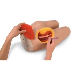 LF00961 Simulador de inyección intramuscular Life/form