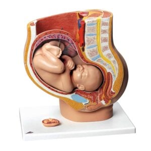 SB23480 Modelo De Mujer Embarazada 3 Partes - Nasco