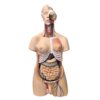 SB25326 Modelo de Torso con Cabeza separable de 24 piezas - Nasco