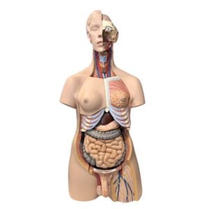 SB25326 Modelo de Torso con Cabeza separable de 24 piezas - Nasco